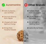 6 Mukhi Rudraksha - 18mm - 22mm - Image 11