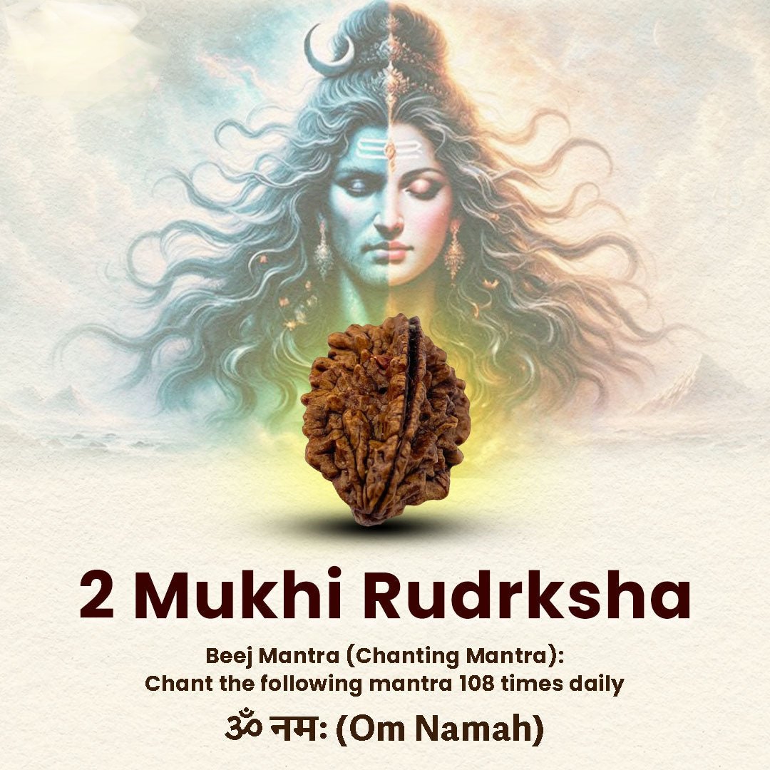 Oplus_16908288 2 Mukhi Rudraksha - Image 1