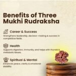 3 Mukhi Rudraksha - Image 3