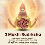 3 Mukhi Rudraksha