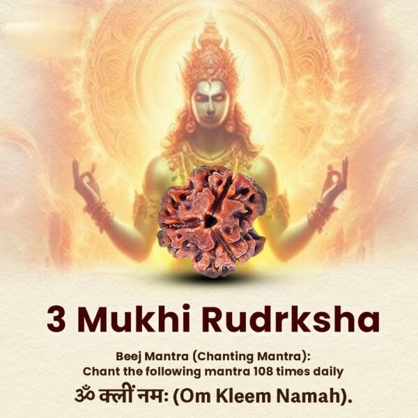 3 Mukhi Rudraksha