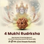 4 Mukhi Rudraksha - 18mm - 22mm