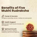 5 Mukhi Rudraksha - 18mm - 22mm - Image 4