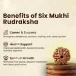 6 Mukhi Rudraksha - 18mm - 22mm - Image 5