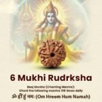 6 Mukhi Rudraksha - 18mm - 22mm