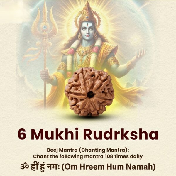 6 Mukhi Rudraksha - 18mm - 22mm
