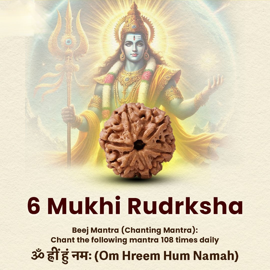 Oplus_16908288 6 Mukhi Rudraksha - 18mm - 22mm - Image 1