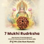 7 Mukhi Rudraksha - 18mm - 22mm