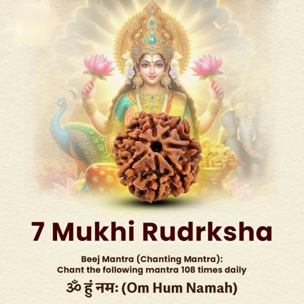 7 Mukhi Rudraksha - 18mm - 22mm