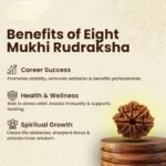 8 Mukhi Rudraksha - 18mm - 22mm - Image 4