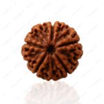 5 Mukhi Rudraksha - 18mm - 22mm - Image 9