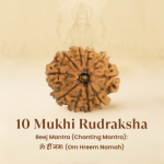 10 Mukhi Rudraksha Nepal Origin