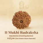 11 Mukhi Rudraksha Nepal Origin