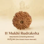 11 Mukhi Rudraksha Nepal Origin - Image 2