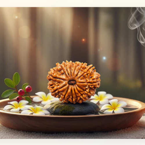 14 Mukhi Natural Nepali Rudraksha