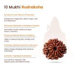 10 Mukhi Rudraksha Nepal Origin - Image 10
