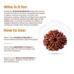 10 Mukhi Rudraksha Nepal Origin - Image 9