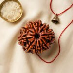 10 Mukhi Rudraksha Nepal Origin - Image 3
