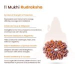 11 Mukhi Rudraksha Nepal Origin - Image 8