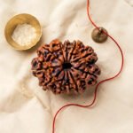 11 Mukhi Rudraksha Nepal Origin - Image 3