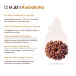 12 Mukhi Rudraksha Nepal Origin - Image 11