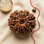12 Mukhi Rudraksha Nepal Origin - Image 2