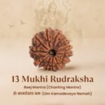 13 Mukhi Rudraksha Nepal Origin - Image 13
