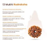 13 Mukhi Rudraksha Nepal Origin - Image 12
