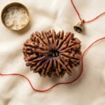 14 Mukhi Natural Nepali Rudraksha - Image 4