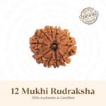12 Mukhi Rudraksha Nepal Origin - Image 7