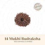 14 Mukhi Natural Nepali Rudraksha - Image 8