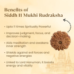 11 Mukhi Rudraksha Nepal Origin - Image 2