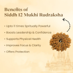 12 Mukhi Rudraksha Nepal Origin - Image 2