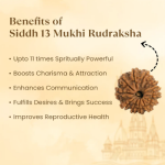 13 Mukhi Rudraksha Nepal Origin - Image 2