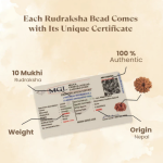 10 Mukhi Rudraksha Nepal Origin - Image 3