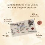 9 Mukhi Original Nepali Rudraksha - Image 3