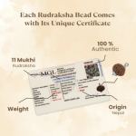 11 Mukhi Rudraksha Nepal Origin - Image 3