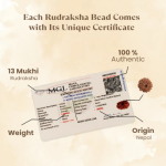 13 Mukhi Rudraksha Nepal Origin - Image 3