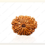 14 Mukhi Natural Nepali Rudraksha - Image 3