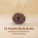 14 Mukhi Natural Nepali Rudraksha - Image 9