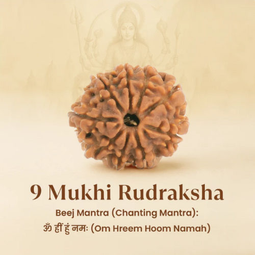 9 Mukhi Original Nepali Rudraksha