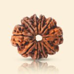 9 Mukhi Original Nepali Rudraksha - Image 4