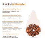 9 Mukhi Original Nepali Rudraksha - Image 11