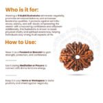 9 Mukhi Original Nepali Rudraksha - Image 10