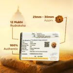 12 Mukhi Rudraksha Nepal Origin - Image 15