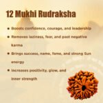 12 Mukhi Rudraksha Nepal Origin - Image 14