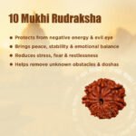 10 Mukhi Rudraksha Nepal Origin - Image 11