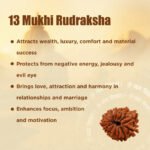 13 Mukhi Rudraksha Nepal Origin - Image 14