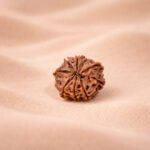 9 Mukhi Original Nepali Rudraksha - Image 6