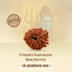 13 Mukhi Rudraksha Nepal Origin - Image 7